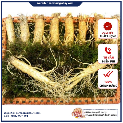 Sâm Tươi Hàn Quốc 10 Củ 1Kg