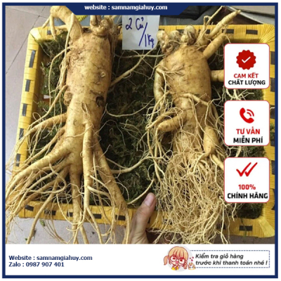 Sâm Tươi Hàn Quốc 2 Củ 1Kg