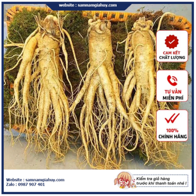 	Sâm Tươi Hàn Quốc 3 Củ 1Kg