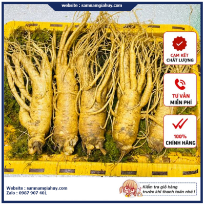 Sâm Tươi Hàn Quốc 5 Củ 1Kg