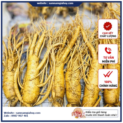 Sâm Tươi Hàn Quốc 6 Củ 1Kg