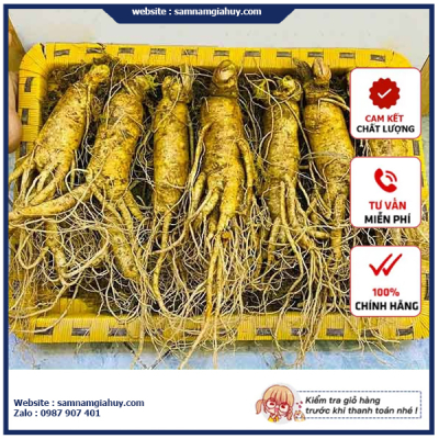 Sâm Tươi Hàn Quốc 7 Củ 1Kg