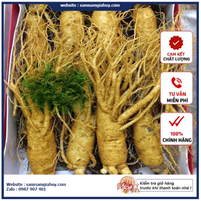 Sâm Tươi Hàn Quốc 8 Củ 1Kg