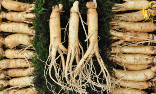 Sâm Củ Tươi – Công Dụng, Cách Phân Biệt & Bảo Quản Chi Tiết Nhất