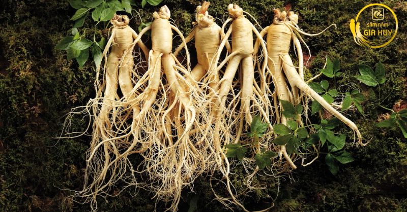 cách phân biệt sâm củ tươi thật hay giả