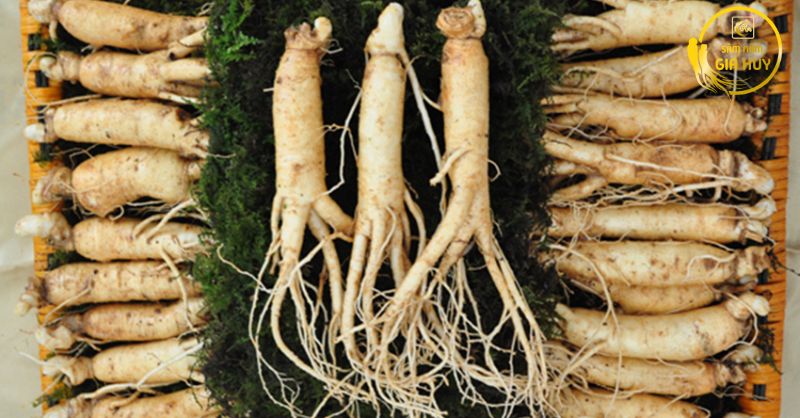 sâm nấm củ tươi Gia Huy