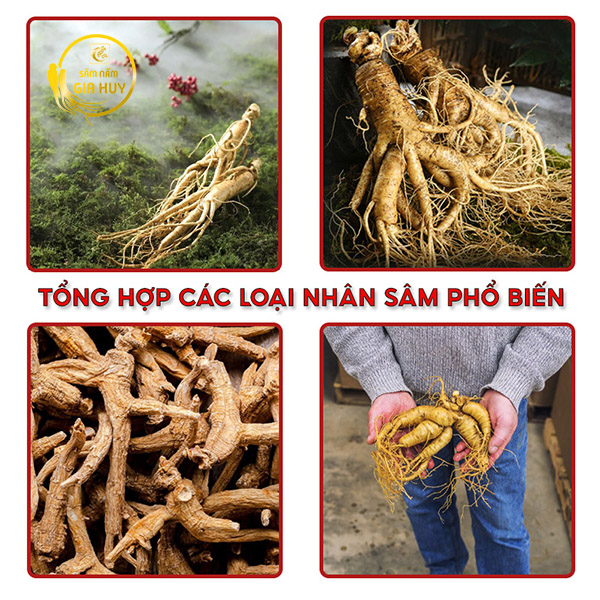 các loại nhân sâm phổ biến