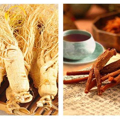 Củ hồng sâm khô minh họa sự khác nhau giữa hồng sâm, nhân sâm tươi và bạch sâm.