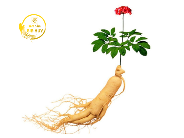 nhân sâm hàn quốc 6 năm tuổi