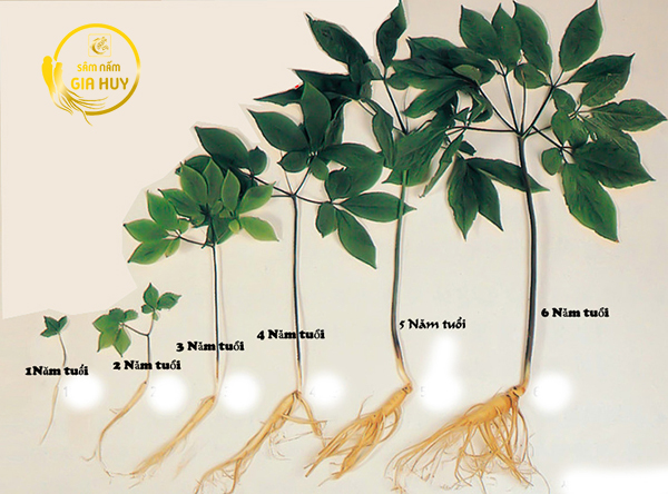 phân loại nhân sâm hàn quốc theo độ tuổi