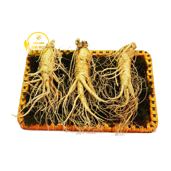 Sâm Nấm Gia Huy địa chỉ bán nhân sâm uy tín
