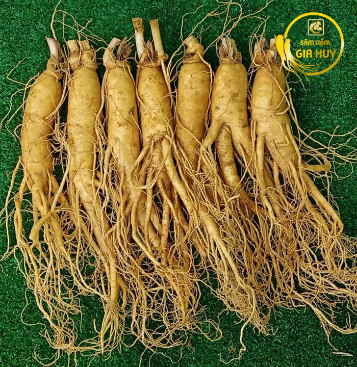 SÂM NẤM GIA HUY - Nâng niu sức khỏe – Trao gửi yêu thương