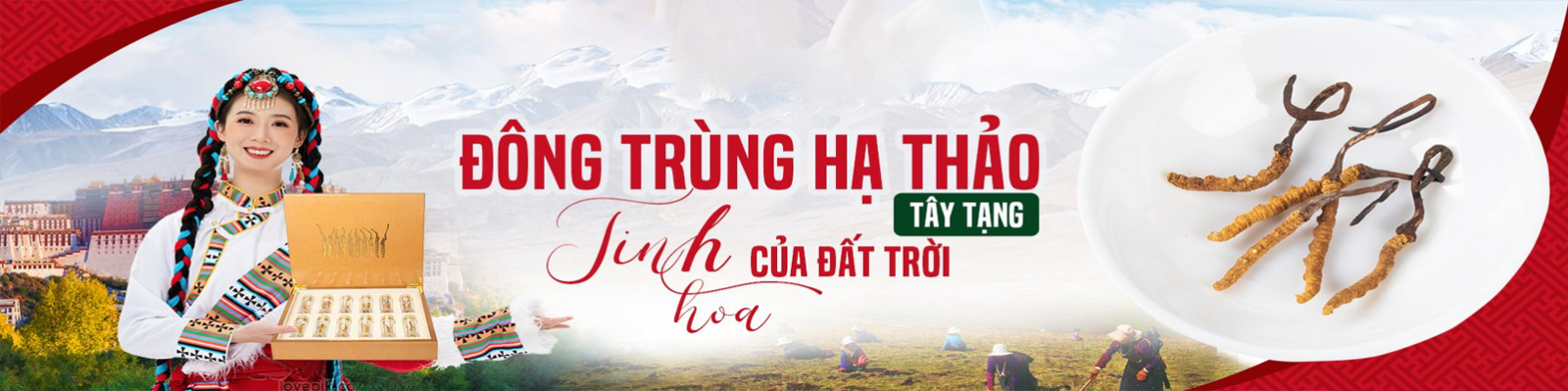 Đông Trùng Hạ Thảo